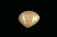 藏品(普通文蛤)的圖片